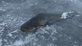 Wels catfish