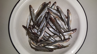 European smelt
