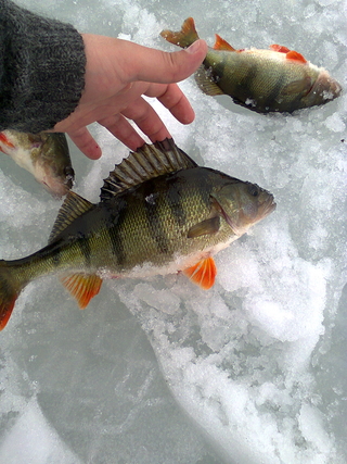 Eurasian perch