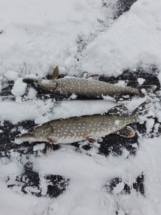 Northern Pike