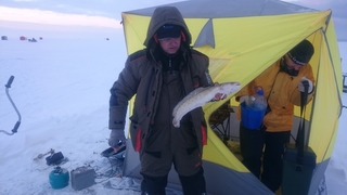 Burbot