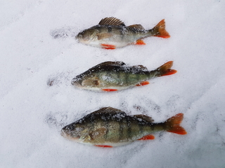 Eurasian perch