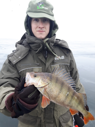 Eurasian perch