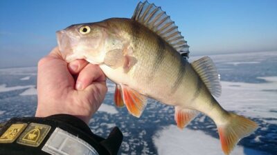 Eurasian perch