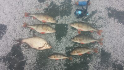 Eurasian perch ×7