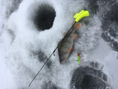 Eurasian perch, 0.4 kg