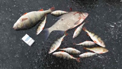 Carp bream, 1.3 kg — Elektrėnai reservoir