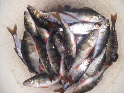 Eurasian perch ×17 — Gruodys