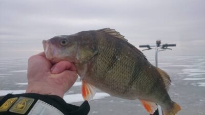 Eurasian perch, 0.9 kg — Kuršių