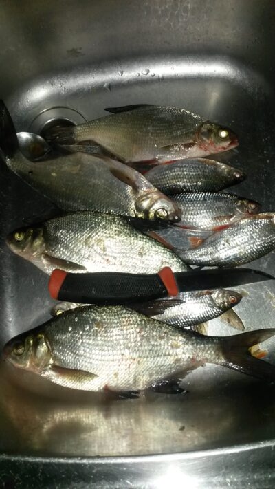 Carp bream — Nestrėvantys