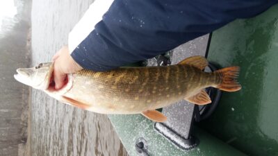 Northern Pike, 1.8 kg — Danė