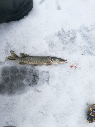 Northern Pike, 0.1 kg