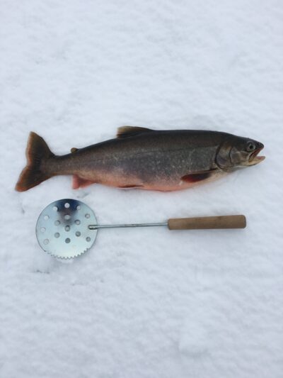 Brown Trout — Ishusvannet