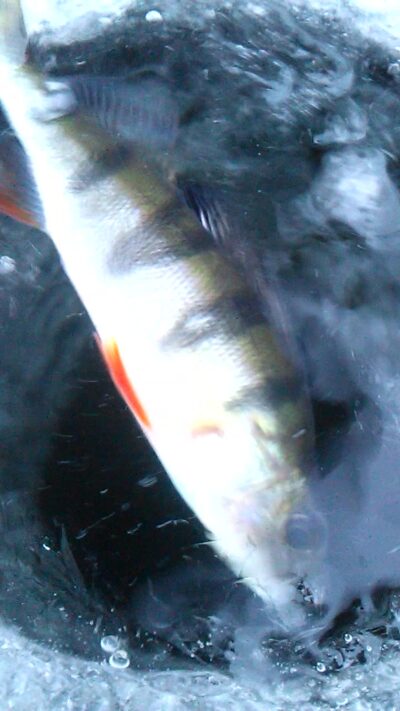 Eurasian perch
