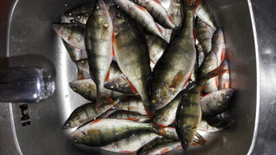 Eurasian perch ×30 — Elektrėnai reservoir