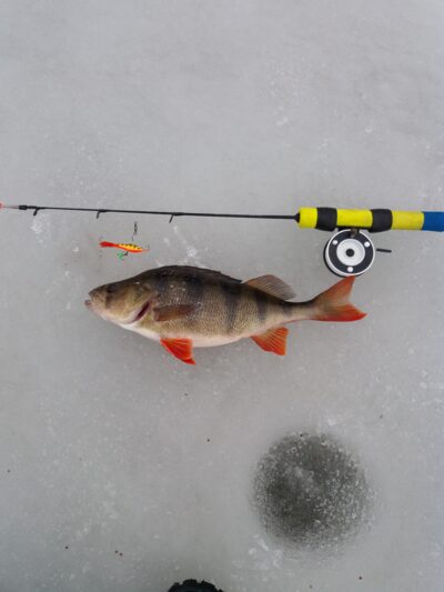 Eurasian perch — Kražantė