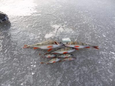 Eurasian perch — Gudelių