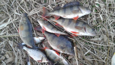 Eurasian perch, 0.8 kg — Шешупе