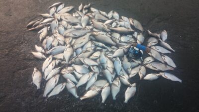 Carp bream ×171