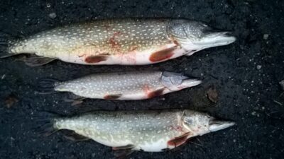 Northern Pike, 5.7 kg