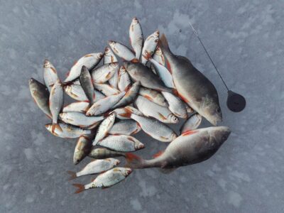 Eurasian perch — Pravalas