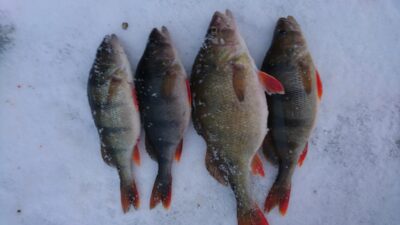 Eurasian perch ×4 — Gulbinas