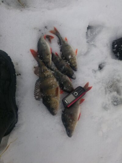 Eurasian perch ×6 — Ilgynas