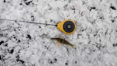 Eurasian perch, 0.1 kg — Vilkokšnis