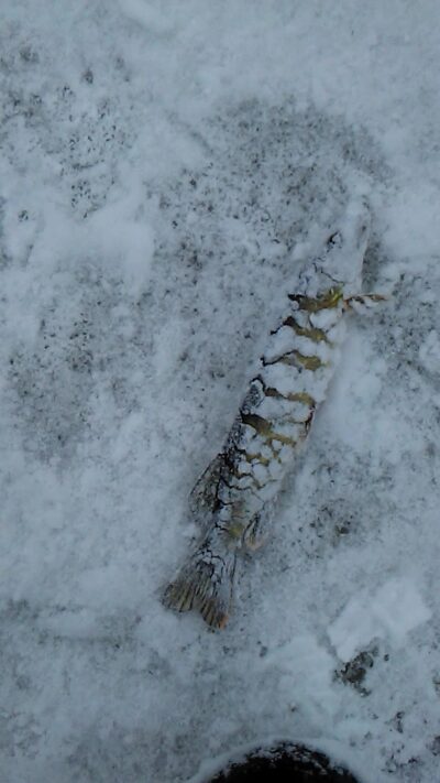 Northern Pike