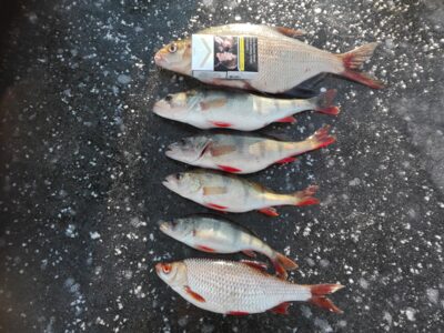 Eurasian perch ×4 — Sagavas