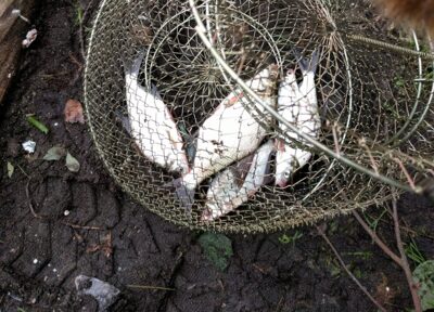 Carp bream ×4 — Spenglas
