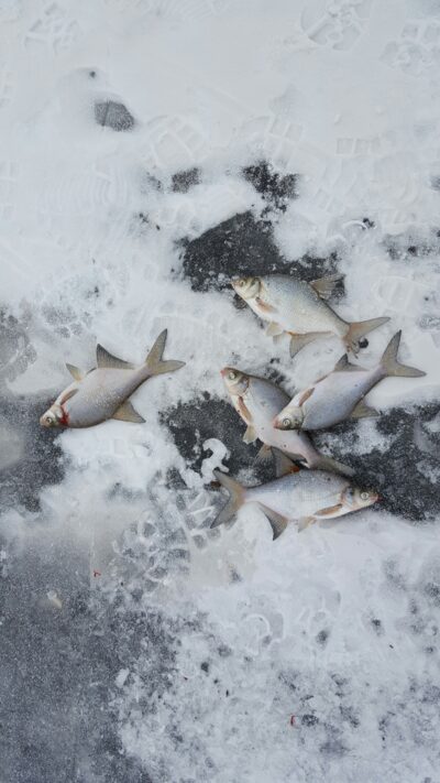 Silver Bream ×5 — Sartai