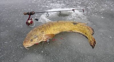 Burbot, 3.4 kg — Kuršių