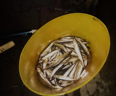 European smelt, 1.4 kg — Smeltalė
