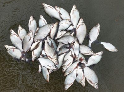 Carp bream — Kupiškio