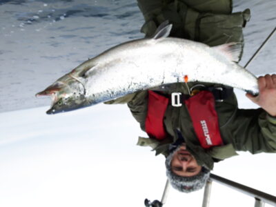 Atlantic salmon, 11.5 kg