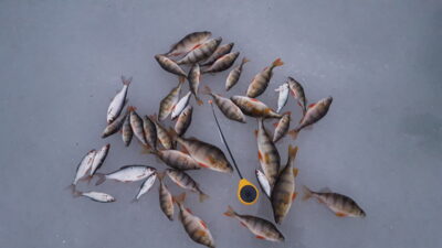 Eurasian perch ×38