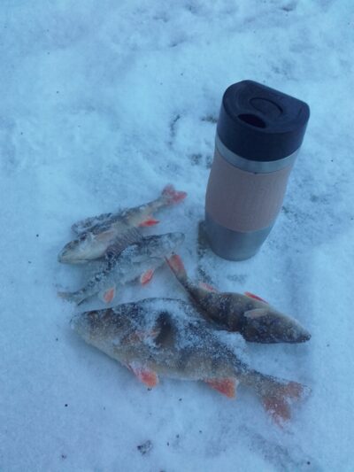 Eurasian perch ×4 — Elektrėnai reservoir