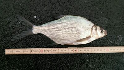 Carp bream — Gilius