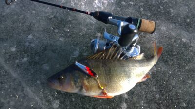 Eurasian perch