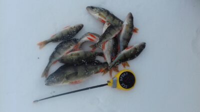 Eurasian perch