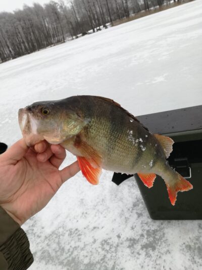 Eurasian perch, 0.9 kg — Ilgiai