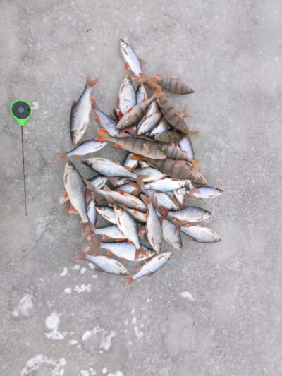 Roach, 0.4 kg — Mēmele
