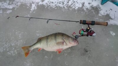 Eurasian perch