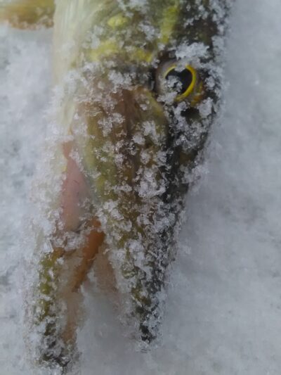 Northern Pike — Degučių