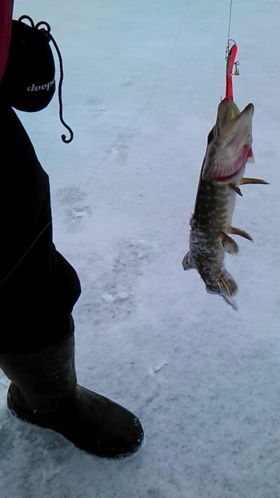 Northern Pike