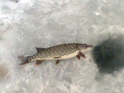 Northern Pike, 2.1 kg