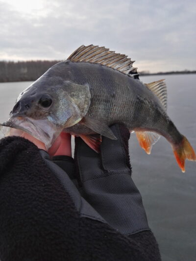 Eurasian perch ×2 — Karališkių