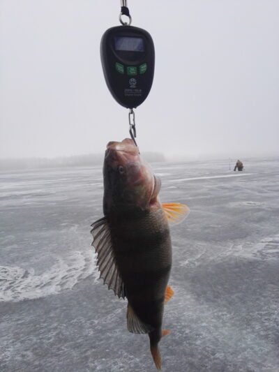Eurasian perch ×10 — Baltieji Lakajai
