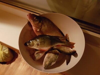 Eurasian perch